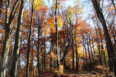 Namig za jesenski planinski izlet v bližnjo okolico 2